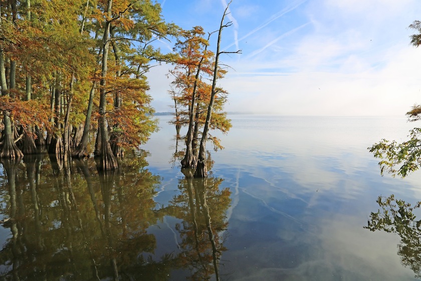 Landscape in Reelfoot Lake State Park, Tennessee