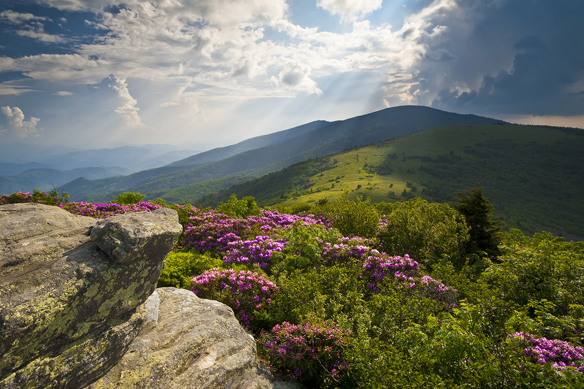 Roan Mountain in the spring