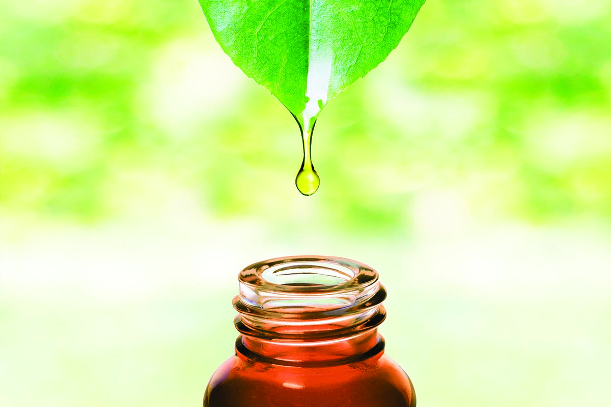 essential oil tea tree