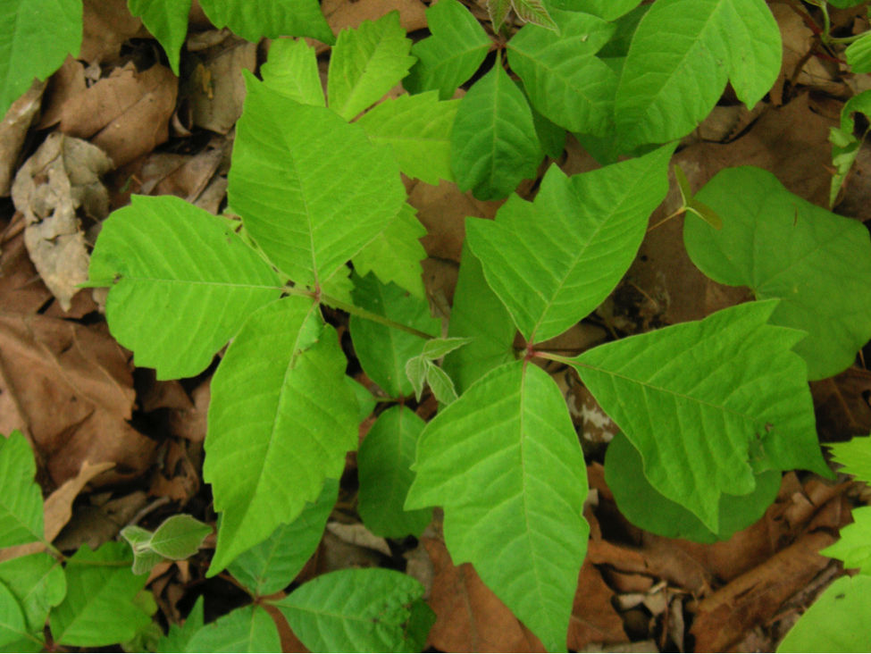 A Quick Guide to Poisonous Plants in Tennessee WellTuned by BCBST