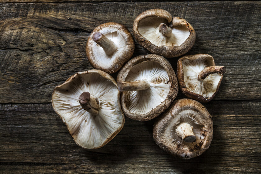 Tennessee guide to mushrooms varieties, nutritional value and more