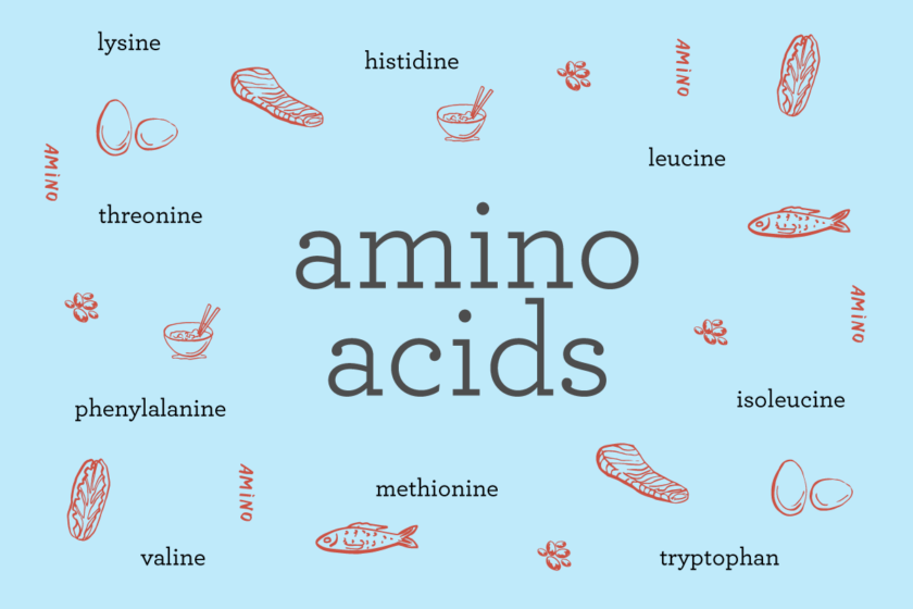 What are amino acids? Exploring the 9 essential amino acids + the foods