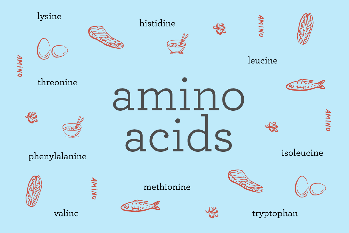 amino acids picture