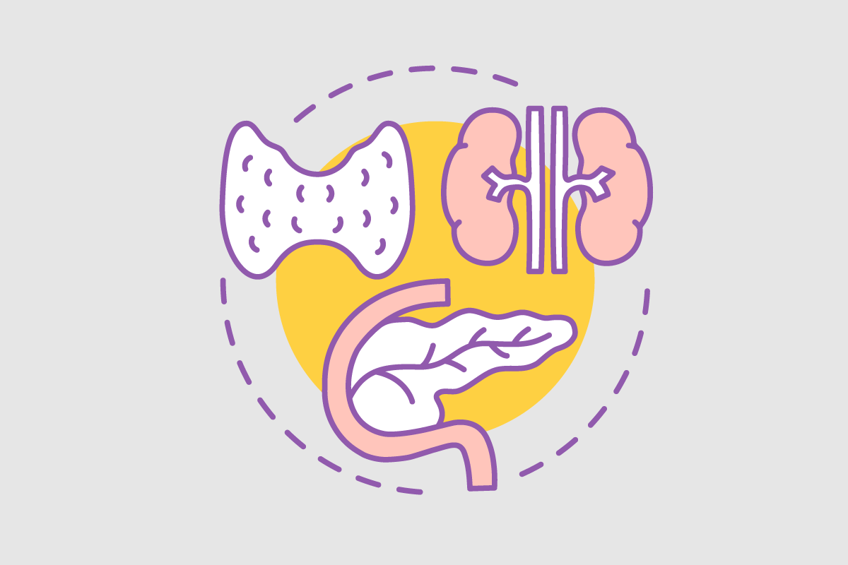 illustration of glands and pancreas