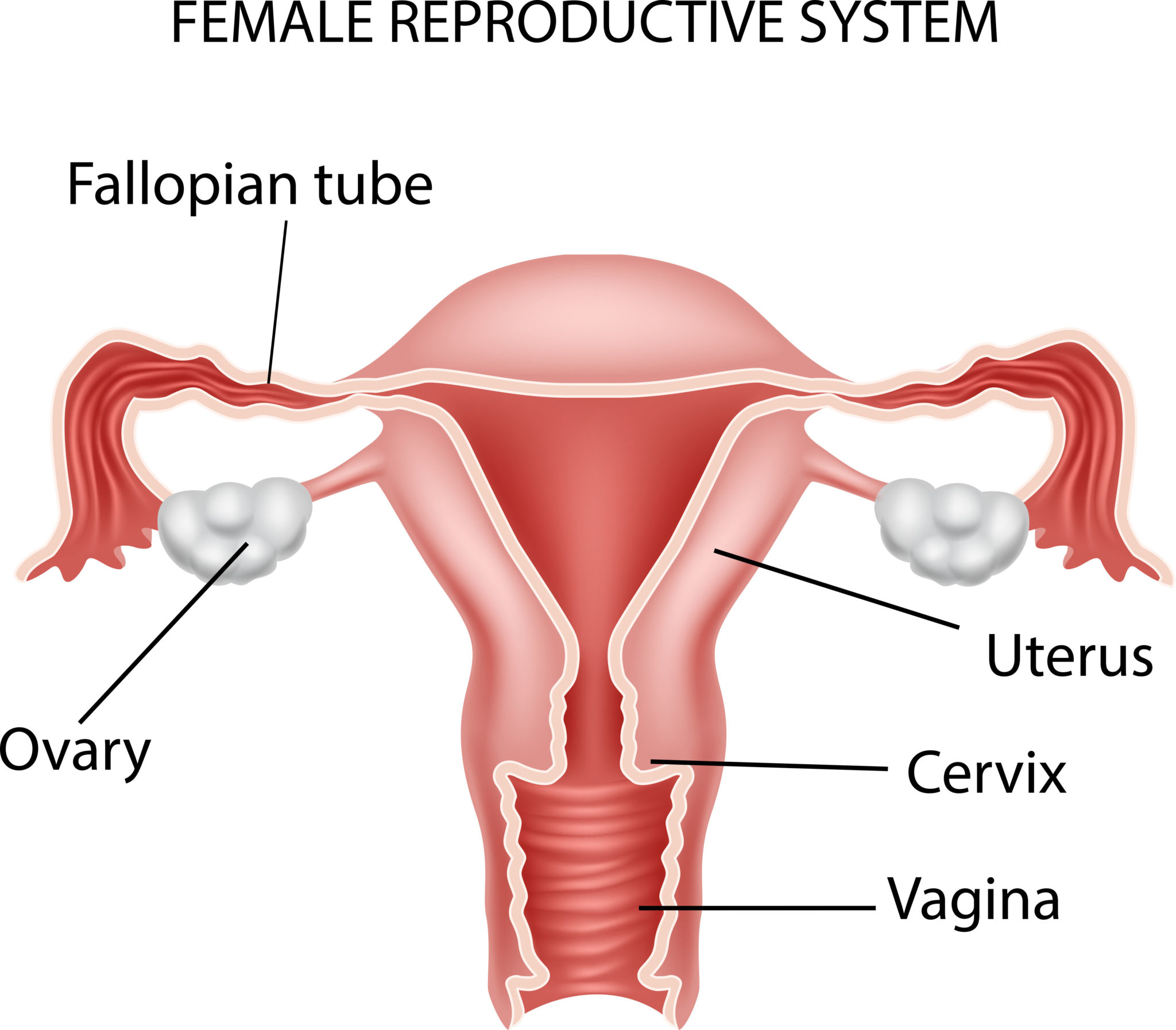 ovarian-cancer-101-prevalence-risk-factors-and-what-to-know