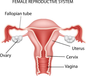 Illustration of Female reproductive system