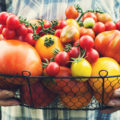 Colorful Organic Tomatoes in Farmers Hands. Fresh Organic Red Yellow Orange and Green Tomatoes in Basket.