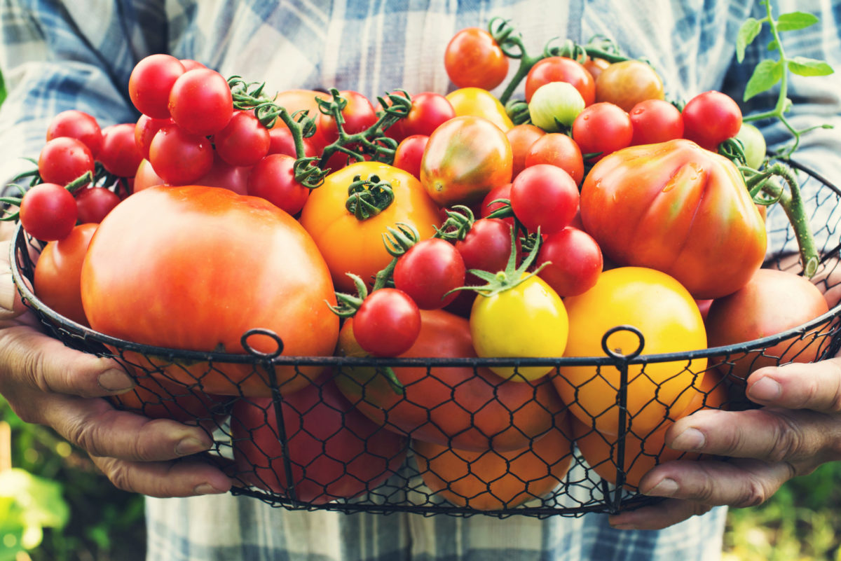 Colorful Organic Tomatoes in Farmers Hands. Fresh Organic Red Yellow Orange and Green Tomatoes in Basket.