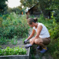 young woman in T-shirt and shorts weeds bed.
