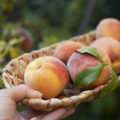 Woman holding a small basket with freshly harvested peaches, close-up