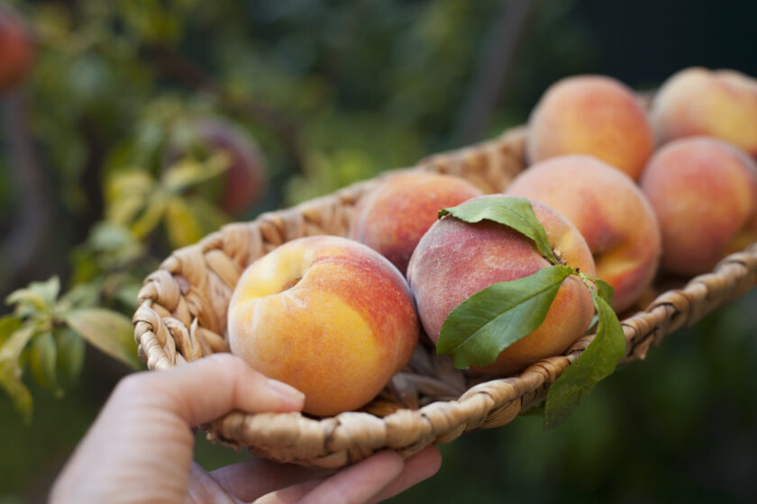 Woman holding a small basket with freshly harvested peaches, close-up